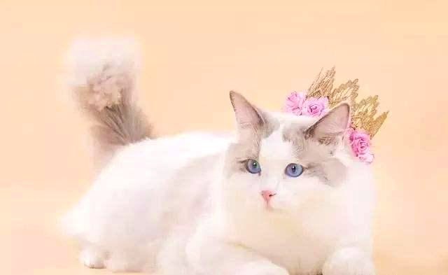 向猫学习吧：做一个灵魂的舞者，让男人爱你到“欲罢不能”