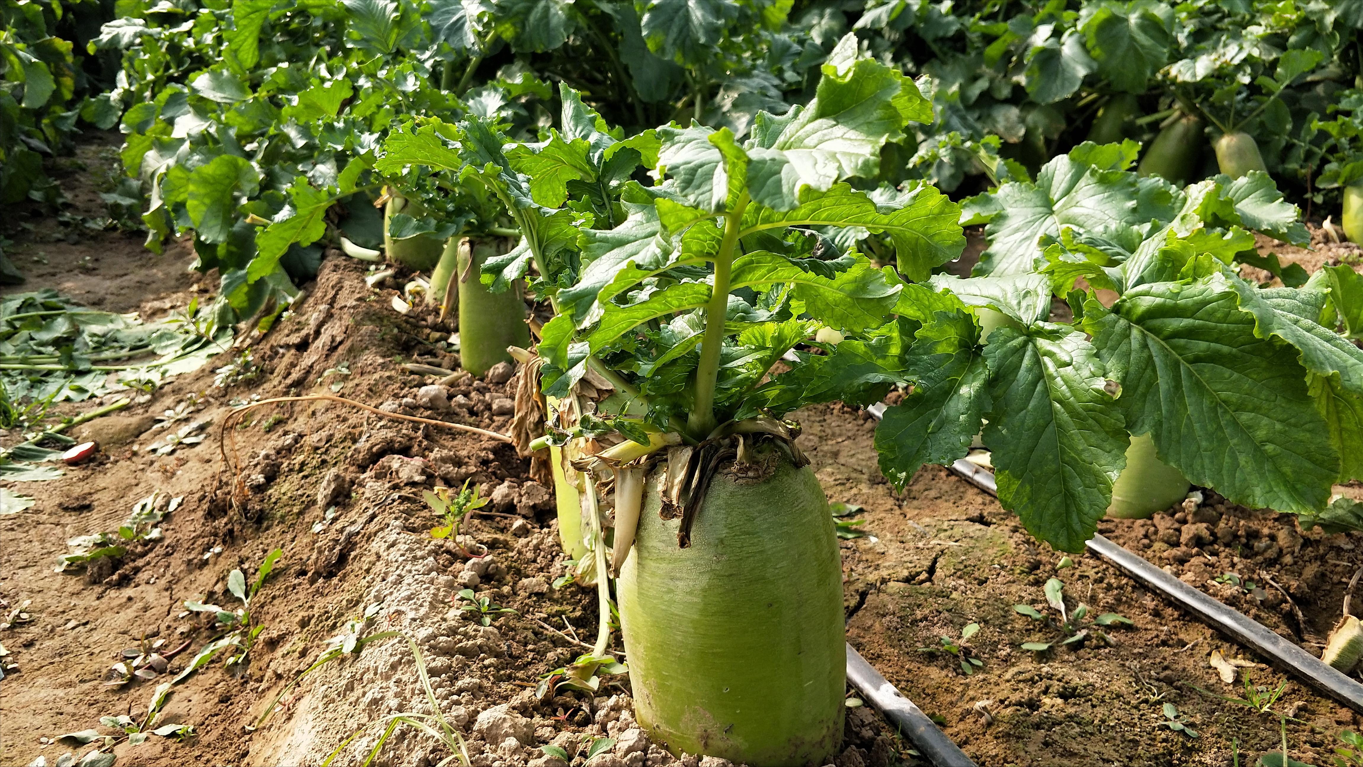 怎样种萝卜密植产量高,萝卜白菜怎么提高产量