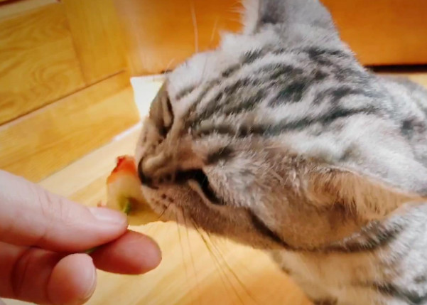 猫咪半夜猫叫怎么解决,怎么防止猫咪晚上乱叫