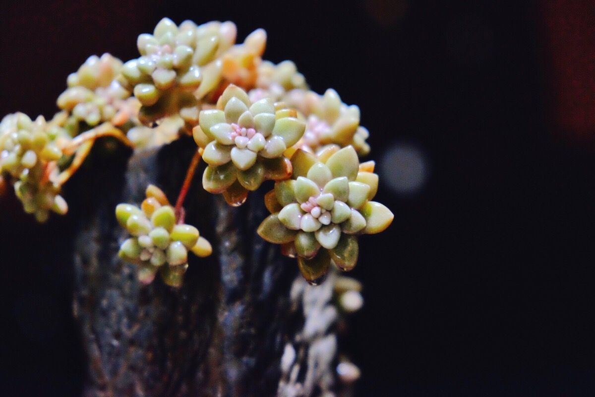 适合养瀑布的多肉,多肉悬崖瀑布怎么养