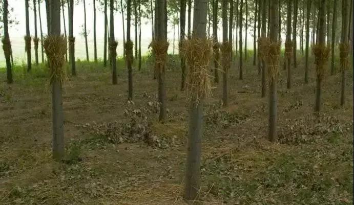 果树清园到底用什么药最好,冬季蜜柚清园管理要点