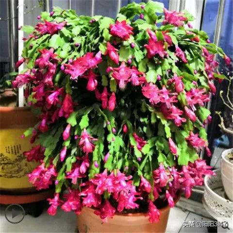 嫁接过后的蟹爪兰叶片打蔫,蟹爪兰扦插的叶片打蔫怎么办