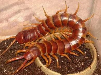 世界上最危险的两种树,世界上最危险的三个森林第三名