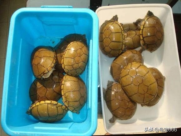 挑选品相好的纯种安缘龟苗,学会这四点让你少花冤枉钱