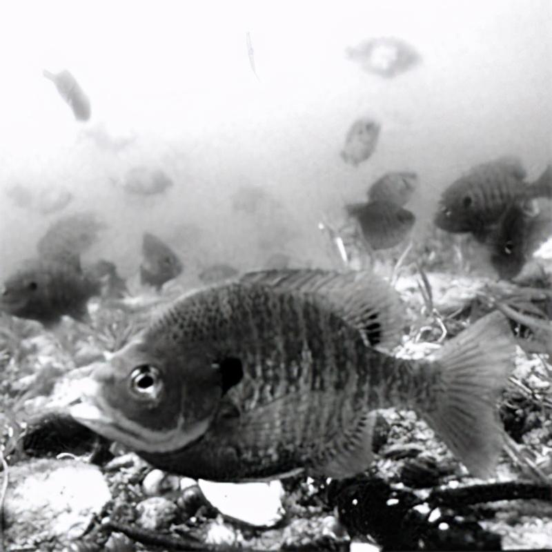 太阳鱼在中国能泛滥成灾吗,太阳鱼入侵的危险