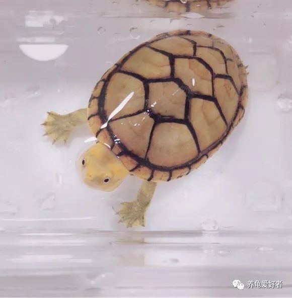 新手养龟要注意的事件,新手养龟最忌讳的东西