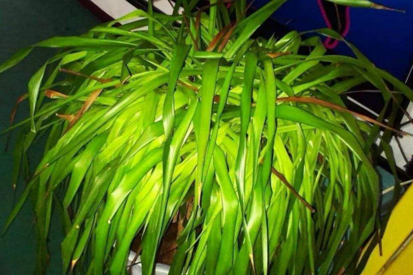 龙须兰叶子发黄怎么修剪,龙须兰枝干萎缩叶尖发黄干枯