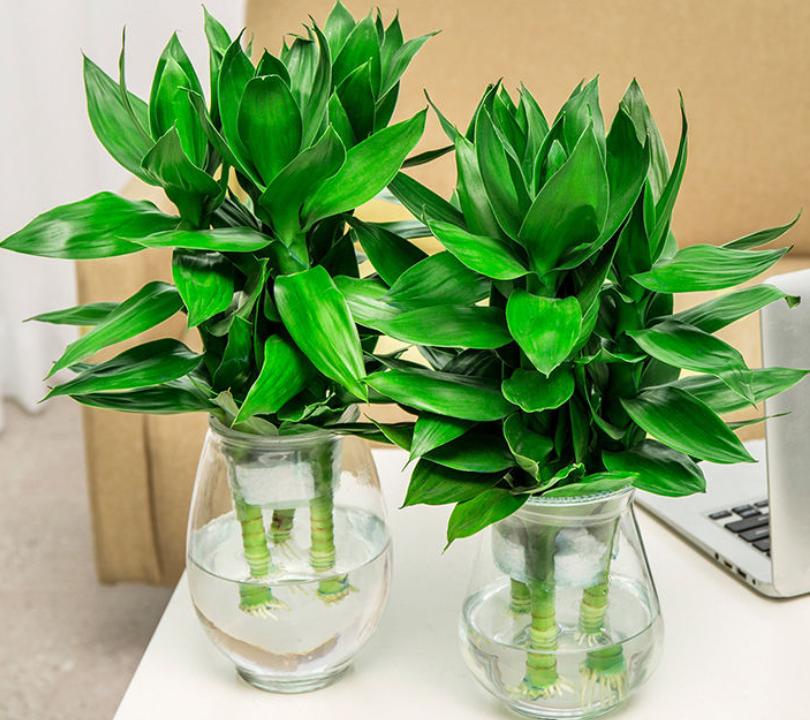 聚水为财是什么意思,招财花卉能水养吗