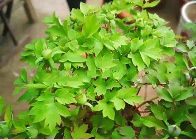 怎么养盆栽牡丹花,养牡丹花怎样浇水