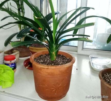 君子兰从叶片之间长出小苗怎么办,君子兰如何能长出小株幼苗