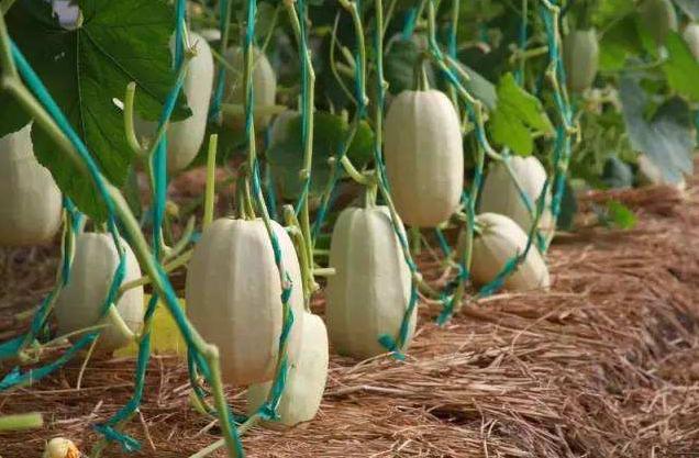 金丝瓜种植技术,露地金丝瓜栽培技术