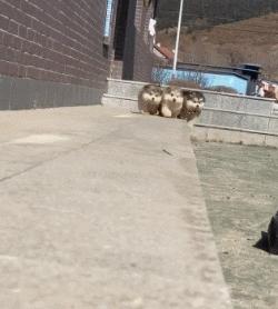 小时候可爱长大后霸气的阿拉斯加,帅气可爱的阿拉斯加