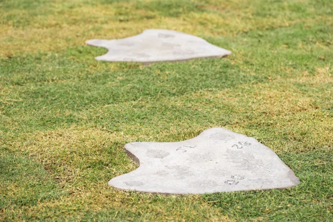 萌宠上阵，整个空间都奇趣了！