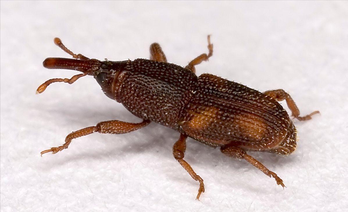 大米防止生虫密封用塑料袋可以吗,密封大米为什么还生虫蚂蚁庄园