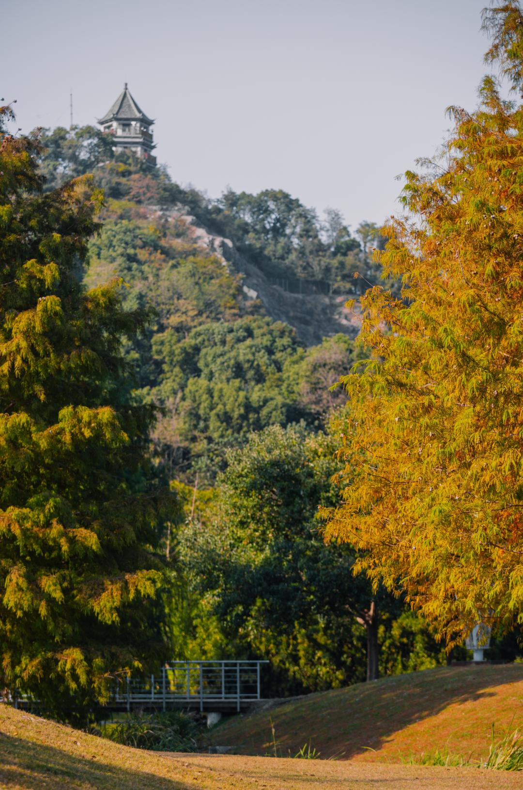 上海最美秋景,上海哪些公园可以拍秋景