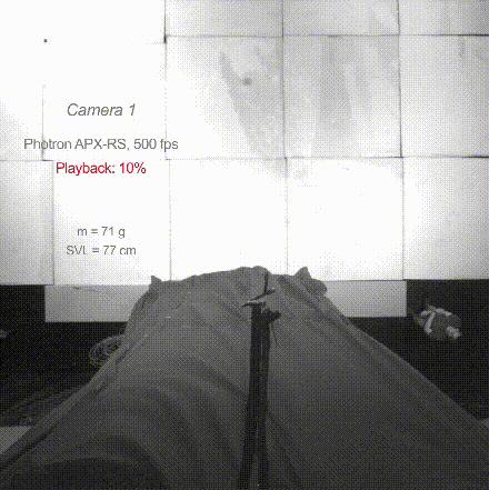金花蛇飞行原理,没有翅膀也能飞中国科学家