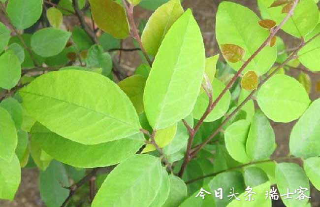 杨桃种植保果,怎样种出又大又甜的杨桃