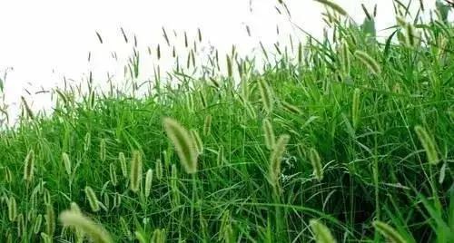 农村常见野花野草,这些野菜农村随处见