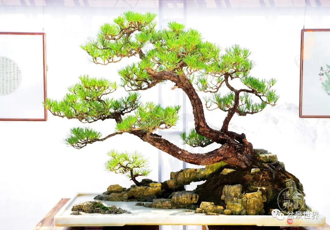 黑松盆景精品图片,黑松盆景精品欣赏