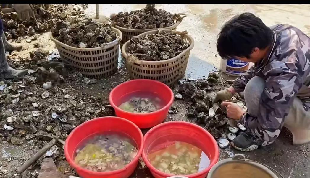 阳西是一个真正的土“蚝”村