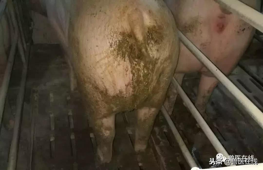 猪场经理经验分享,猪场场长个人总结