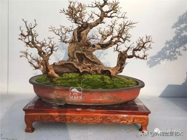 文人杂木盆景精品欣赏,可以做盆景的杂木图片大全