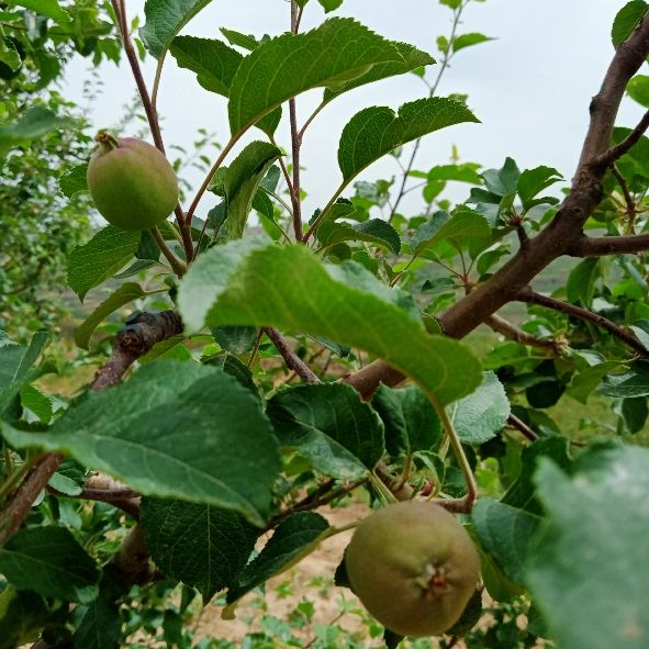 老张头退休生活,老张头和赵铁匠