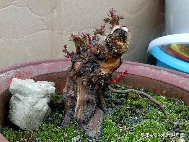 月季老桩容易得根瘤吗,月季老桩买回来要生根粉泡吗