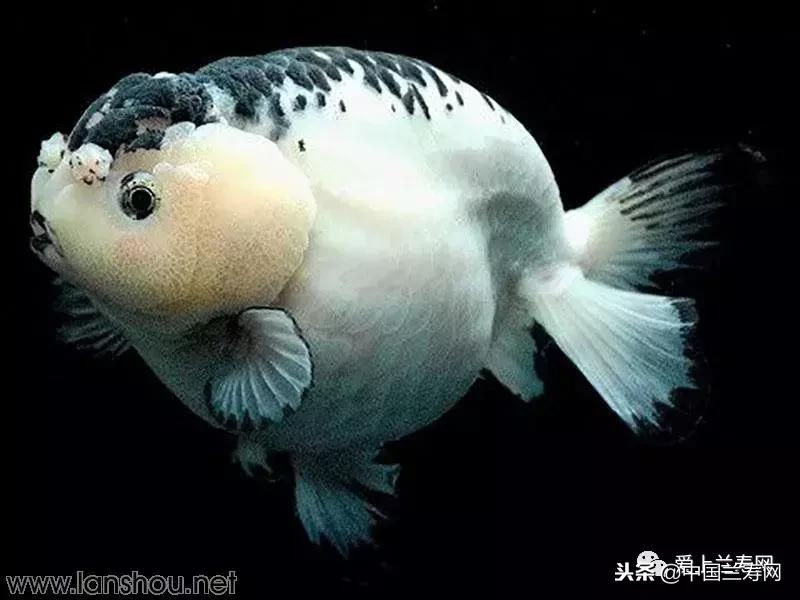 生命力最大的金鱼品种有哪些,十大最好的金鱼品种