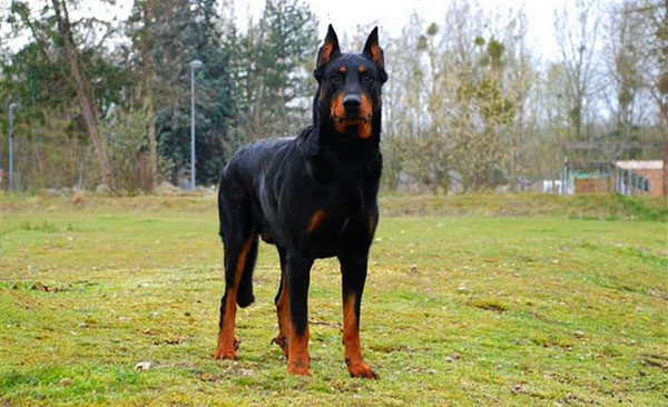 宠物狗大全免费观看,什么狗最好养又听话又聪明大型犬