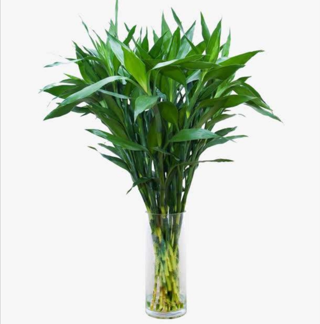 花店揭秘花卉的“*局骗**”，十有八九都上过当