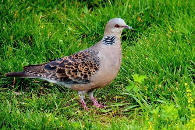 人工养殖斑鸠包邮,遵义斑鸠人工养殖