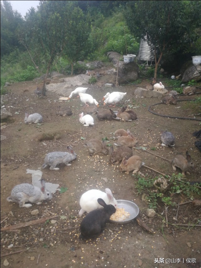 在农村养殖野生兔子方法,如何养殖兔子好吃又简单