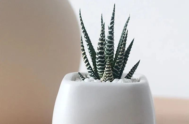 鼠尾兰多肉植物的养护,狐尾兰怎么养才好看