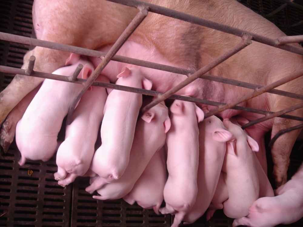 母猪夏季饲养管理要点及饮水消毒的必要性
