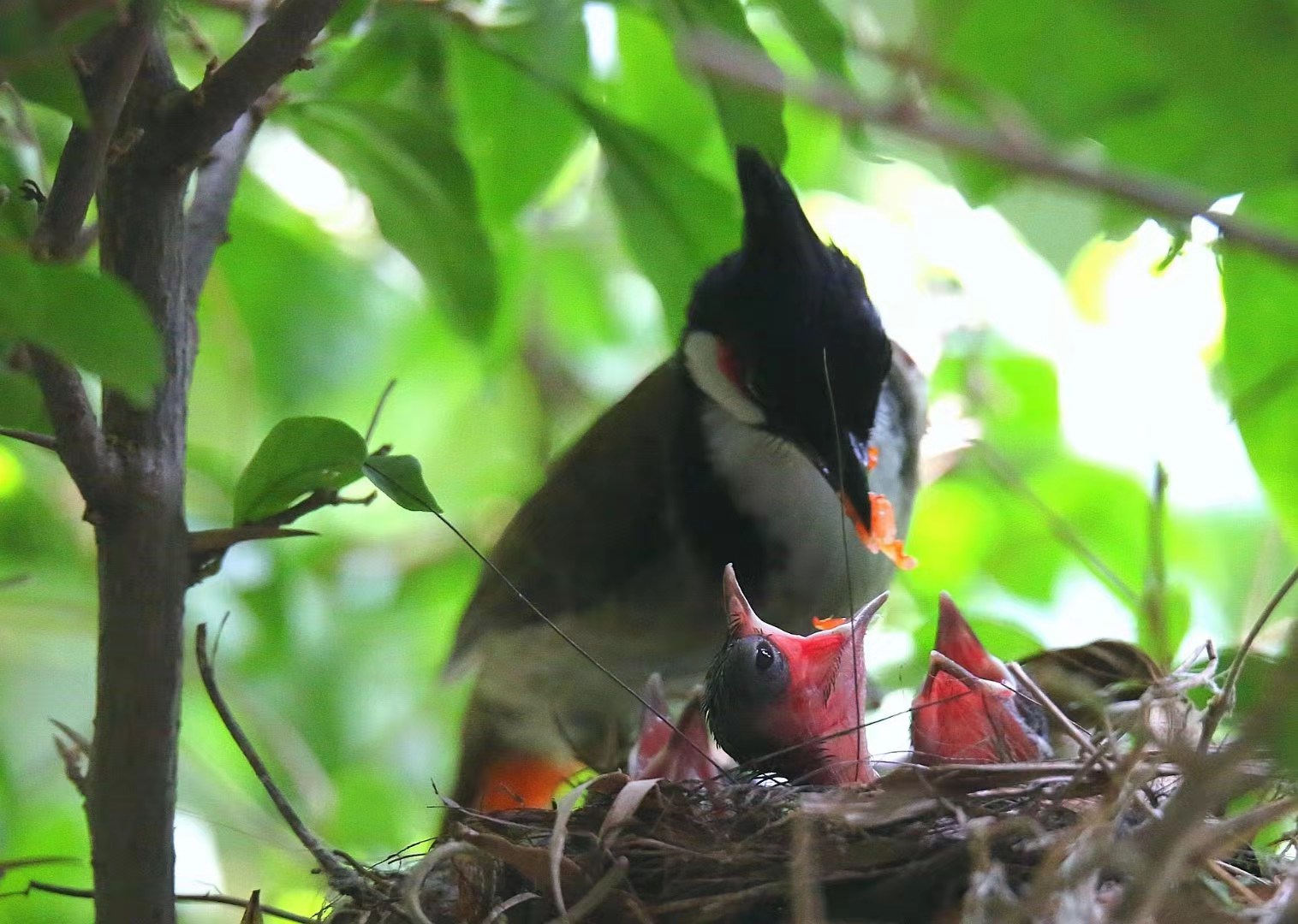 景美人善！我红耳鹎成都“安家”日常曝光
