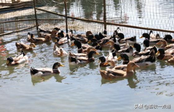 肉鸭的部位及有哪些特点？