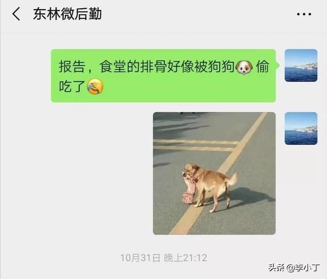 全网通缉的两条狗,全网通缉的狗