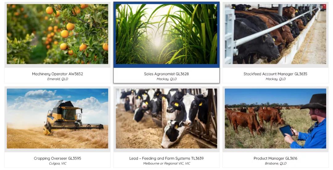 这些咨询公司也太离谱了吧