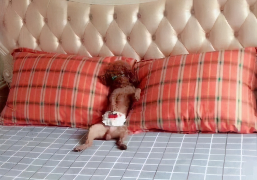 泰迪怀孕有什么特征和反应,泰迪怀孕前期什么表现