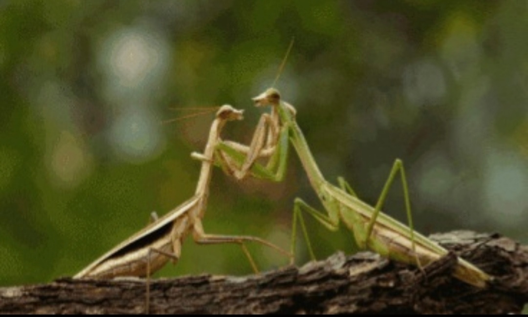 童年记忆里的小虫子,儿时的记忆夏天的风
