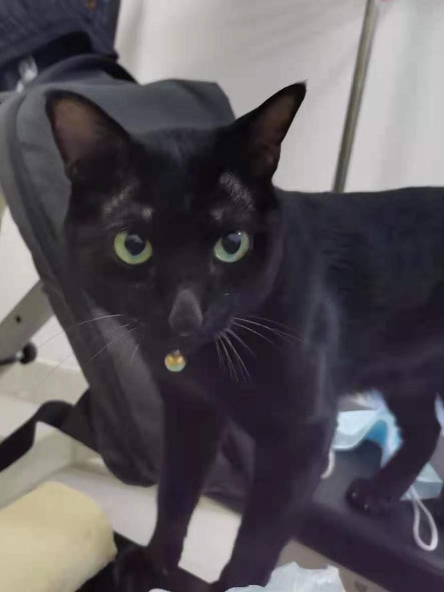 中华田园猫黑猫绿眼,中国田园猫咪黑猫