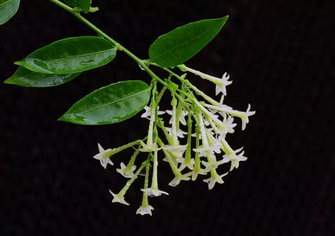 养花绿色液体儿童误食,小孩误食盆栽叶子