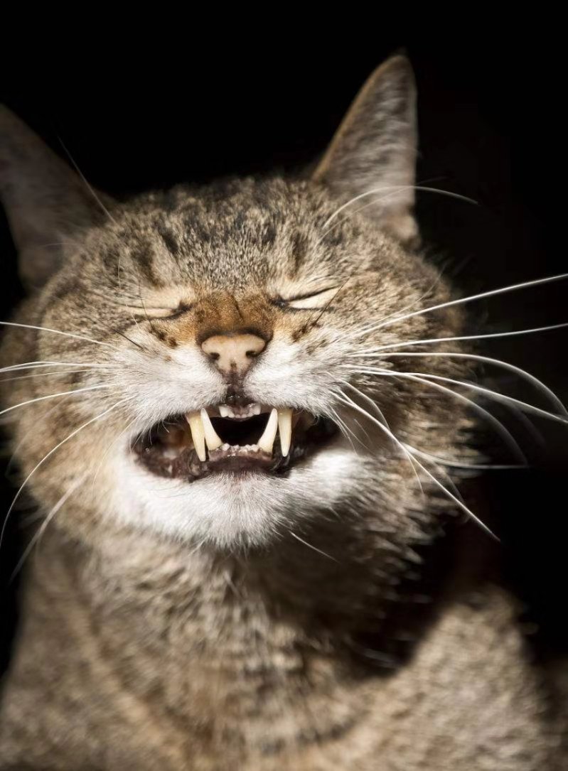 猫的高笑行为,盘点猫的搞笑行为