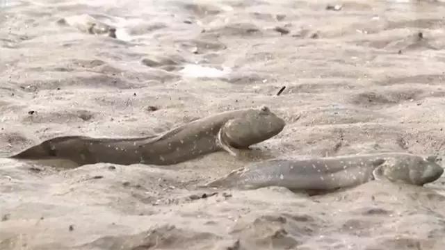 如何捕鱼跳跳鱼,野生跳跳鱼养殖