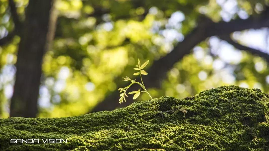 灵谷寺萤火虫7月,灵谷寺萤火虫目前还有吗