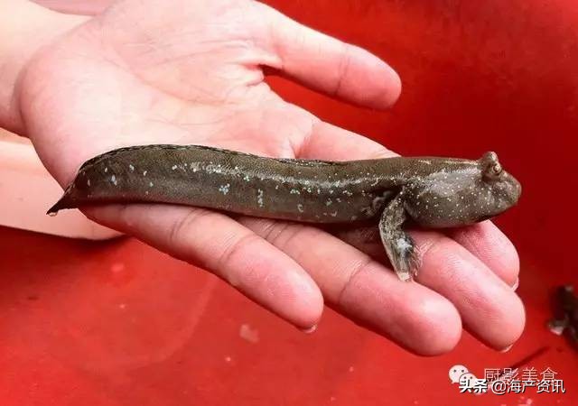 世界公认十大海鲜,全球顶级海鲜食材大赏