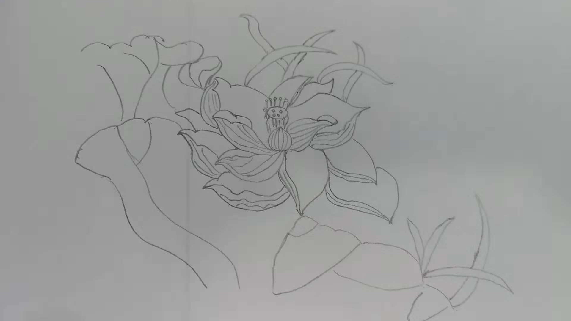 荷花简笔画10000例图片,蜻蜓的简笔画和荷花的简笔画