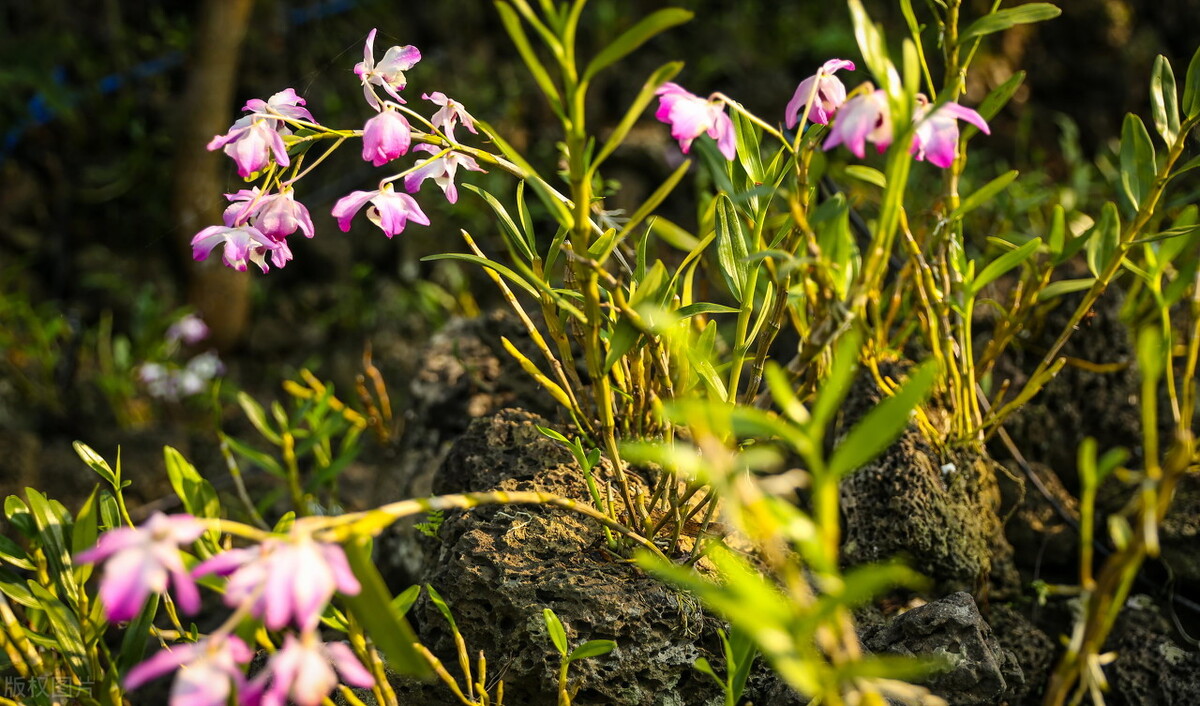 野生铁皮石斛一般多少一克,野生铁皮石斛多少一两