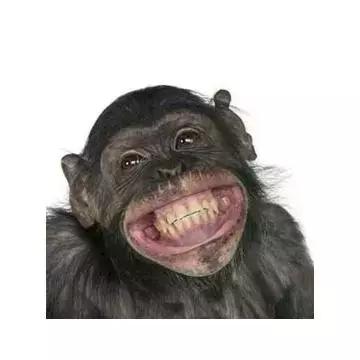 尴尬！日本网友：优衣库这款外套，太像《亮剑》李云龙同款！